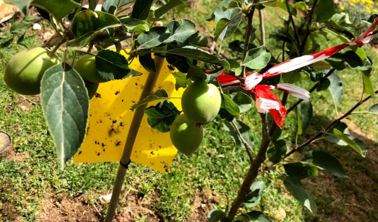 תמיכה לענף גדוש בתפוחים בצימר