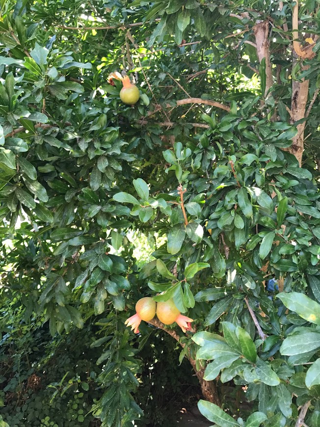 פירות על עץ הרימון בצימר בגליל